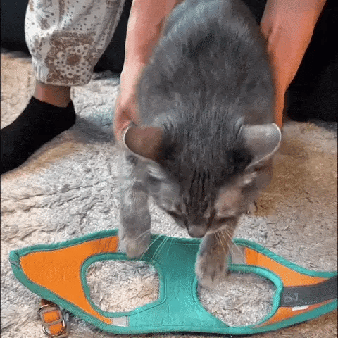 Bloomya® | Harnais Chat Anti-Fugue